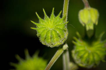 bud of a flower