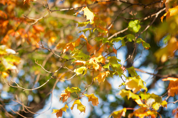 Obraz premium Jesienne liście