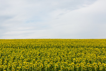 Sunflower field landscape. field of blooming sunflowers on a background sunset. Sunflower natural background, Sunflower blooming