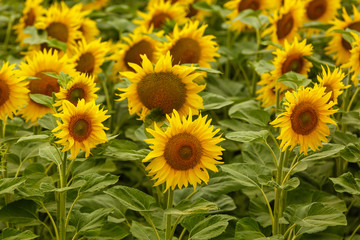Obraz premium Sunflower field landscape. field of blooming sunflowers on a background sunset. Sunflower natural background, Sunflower blooming