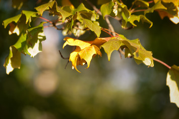 Fall Leaves