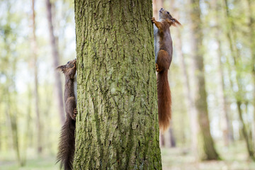 squirrel on a tree