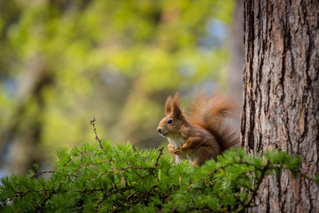 squirrel on a tree