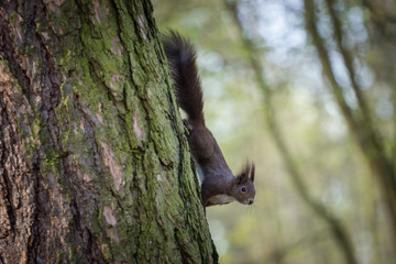 squirrel on a tree