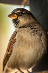 Bird