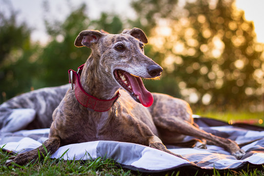 Cute greyhound is resting at blanket outdoors. Spanish Galgo. Purebred dog
