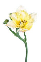 Fototapeta premium Daylily (Hemerocallis) yellow flower close-up isolated on white background
