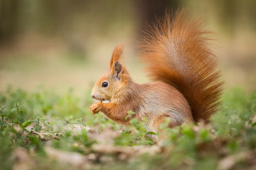 Naklejka na ściany i meble squirrel eating nuts