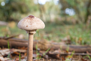 Macrolepiota procera young mushroom growing wild in the forest