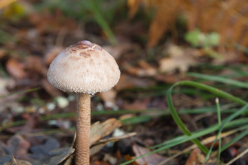 Young macrolepiota procera wild mushroom