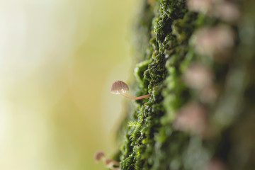 Mycena supina small mushroom growing on a tree trunk covered of moss