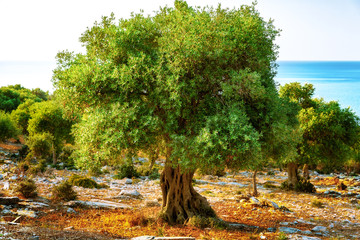 Colorful olive tree against Mediterranean sea at sunrise.