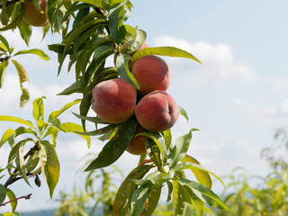 Prunus persica | Pêches colorées et parfumées sur branches