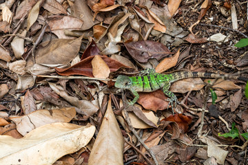 Iguana in Tulum quintana Roo Mexico