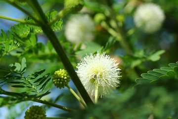 Tree with white fluffy balls flowers Leucaena leucocephala (leucaena glauca, mimosa leucocephala).