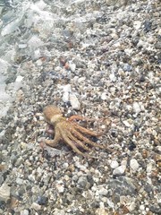 Mister Octopus