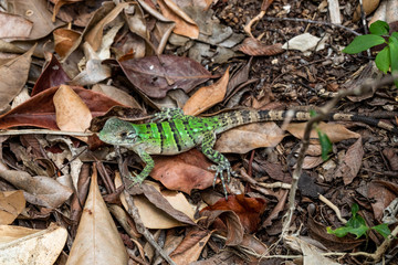 Iguana in Tulum quintana Roo Mexico
