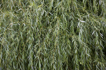 texture fond feuilles de saule