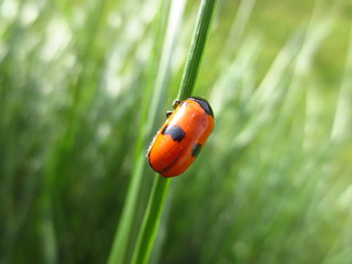 red bug on green leaf