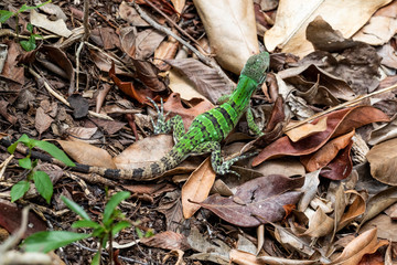 Iguana in Tulum quintana Roo Mexico