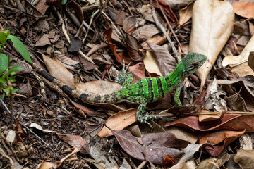 Iguana in Tulum quintana Roo Mexico