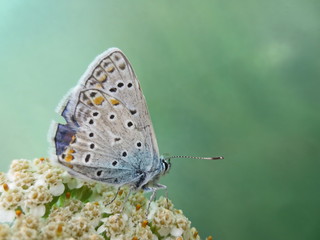 butterfly on flower
