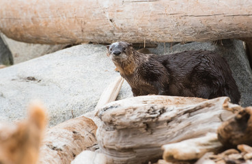River otter on the beach