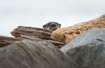 River otter on the beach