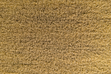 Wheat field