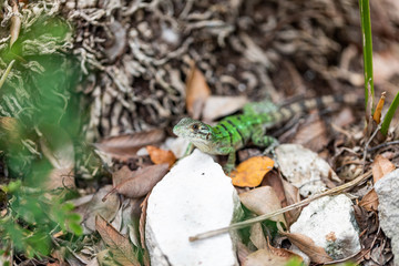 Iguana in Tulum quintana Roo Mexico