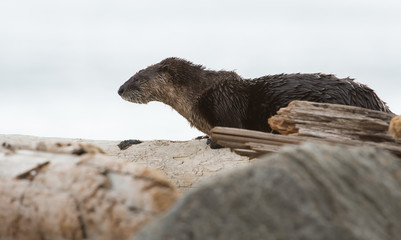 River otter on the beach