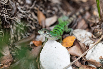 Iguana in Tulum quintana Roo Mexico