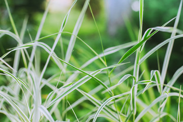 Naklejka premium Phalaris arundinacea grass. Green and white leaves of Falaris. Abstract striped grass. Texture green background.