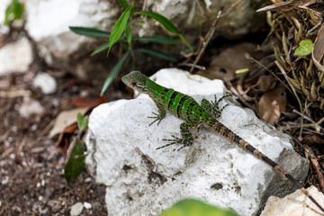 Iguana in Tulum quintana Roo Mexico