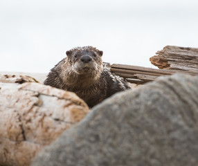 River otter on the beach
