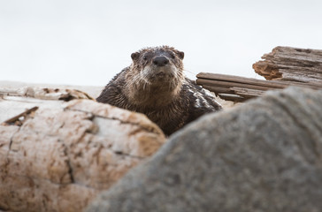 River otter on the beach