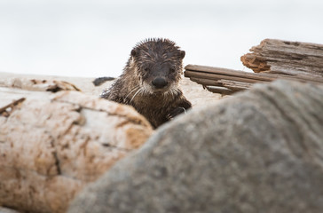 River otter on the beach