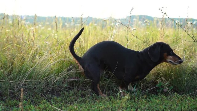 Dog shitting in grass field, Dachshund shit in the park