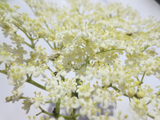 white elderberries flowers in spring