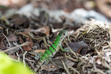 Iguana in Tulum quintana Roo Mexico