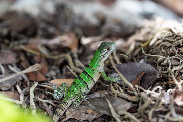 Iguana in Tulum quintana Roo Mexico