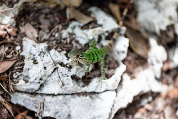 Iguana in Tulum quintana Roo Mexico