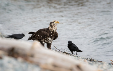 Immature bald eagle