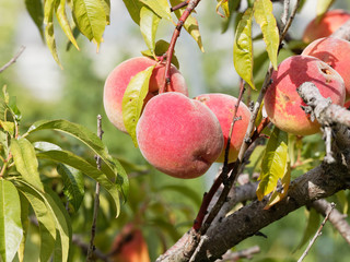 Prunus persica | Pêches colorées et parfumées sur branches