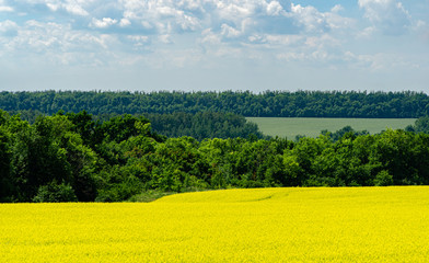 Nature view of bright yellow oilseed rape field with green forest on horizon and blue sky with white clouds. Copy space for text using as natural background, flowers landscape, ecology concept