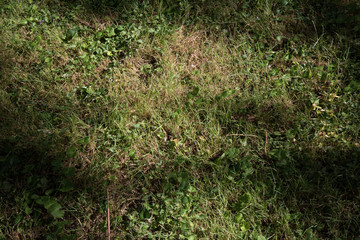 texture fond herbe soleil