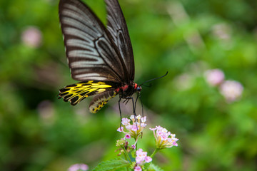 Beautiful big butterfly on a bright flower