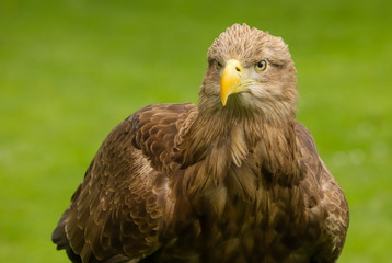 Close up head and shoulders of a magnificent White Tailed Sea Eagle (Haliaeetus albicilla) bird of prey