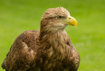 Close up head and shoulders of a magnificent White Tailed Sea Eagle (Haliaeetus albicilla) bird of prey