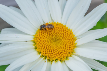 Honey bee on daisy flower